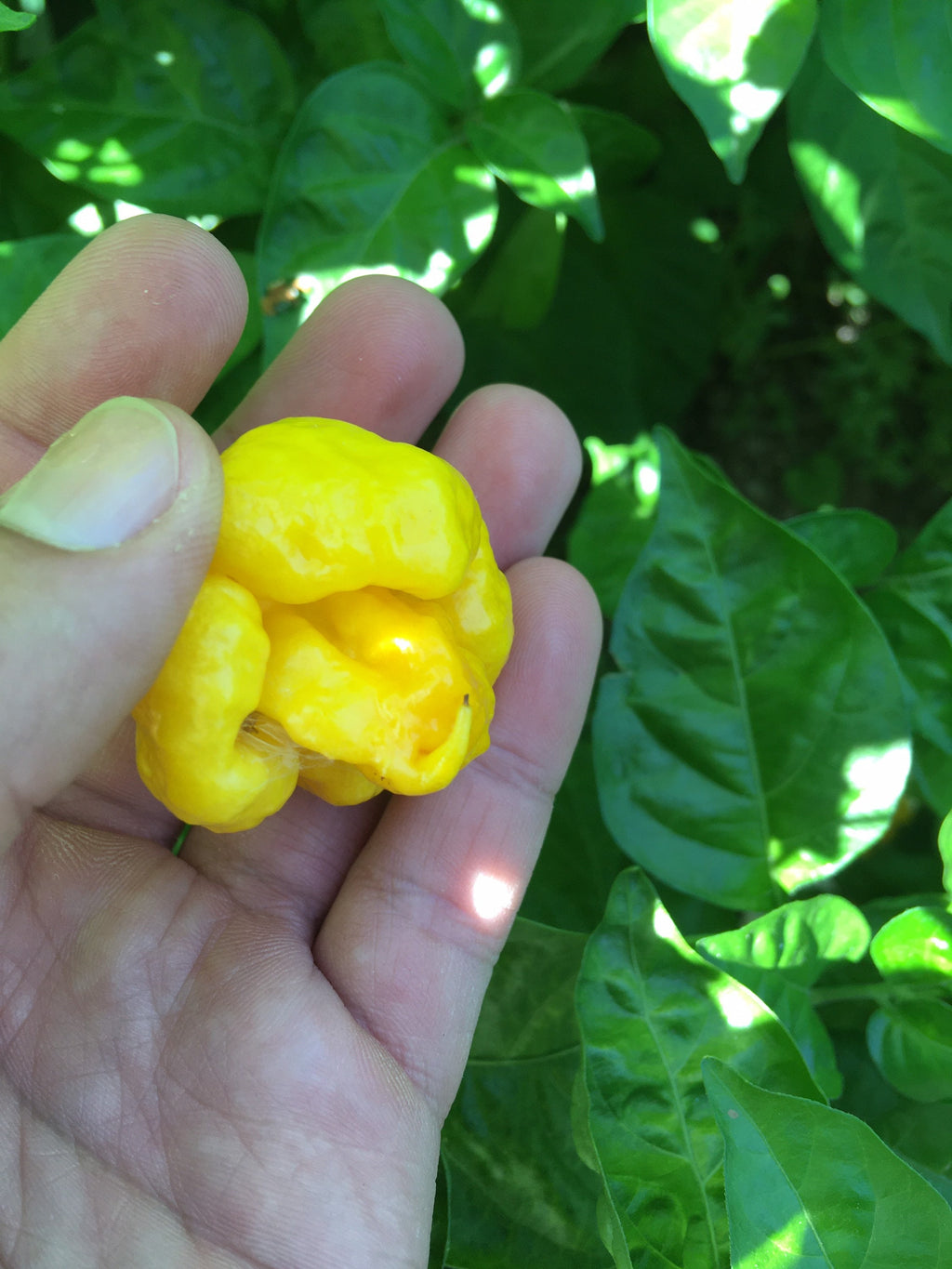 Yellow Moruga  Cross Pepper Seeds  -  20+ Hot Pepper Seeds