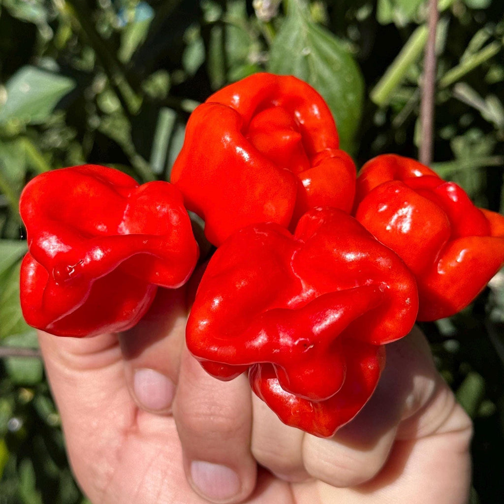 Reaper Smooth F2 Pepper Seeds - (20+ Super Hot Pepper Seeds