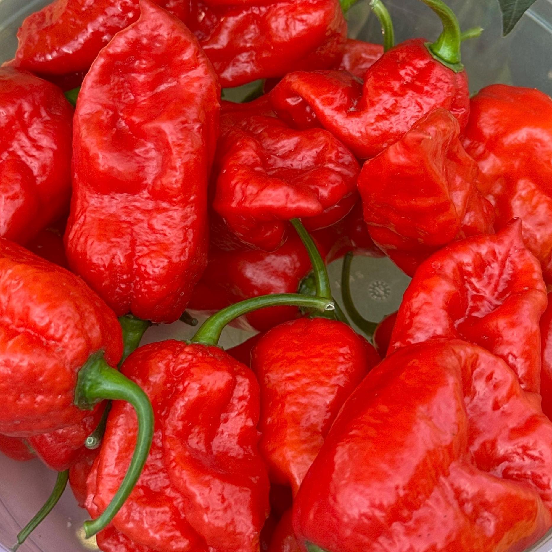Jamaican Habanero Cross F3 Pepper Seeds - 20+ Hot Seeds