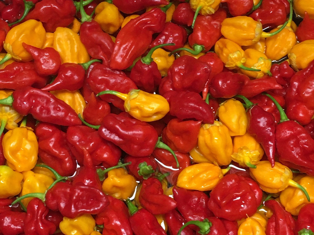Superhot Pepper Seed Variety Pack: 25+ Unlabeled Mixed Rare Seeds