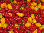 Superhot Pepper Seed Variety Pack: 25+ Unlabeled Mixed Rare Seeds