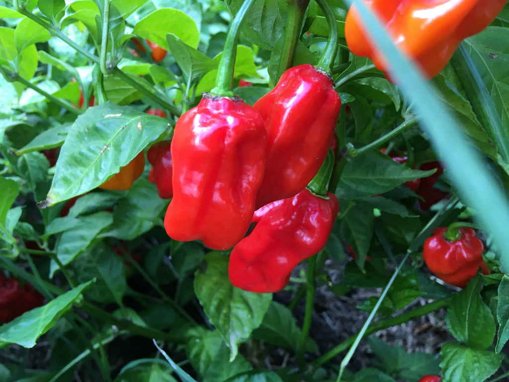 Red Habanero Cross Pepper Seeds - Super-Hot Variety (20+ Seeds)