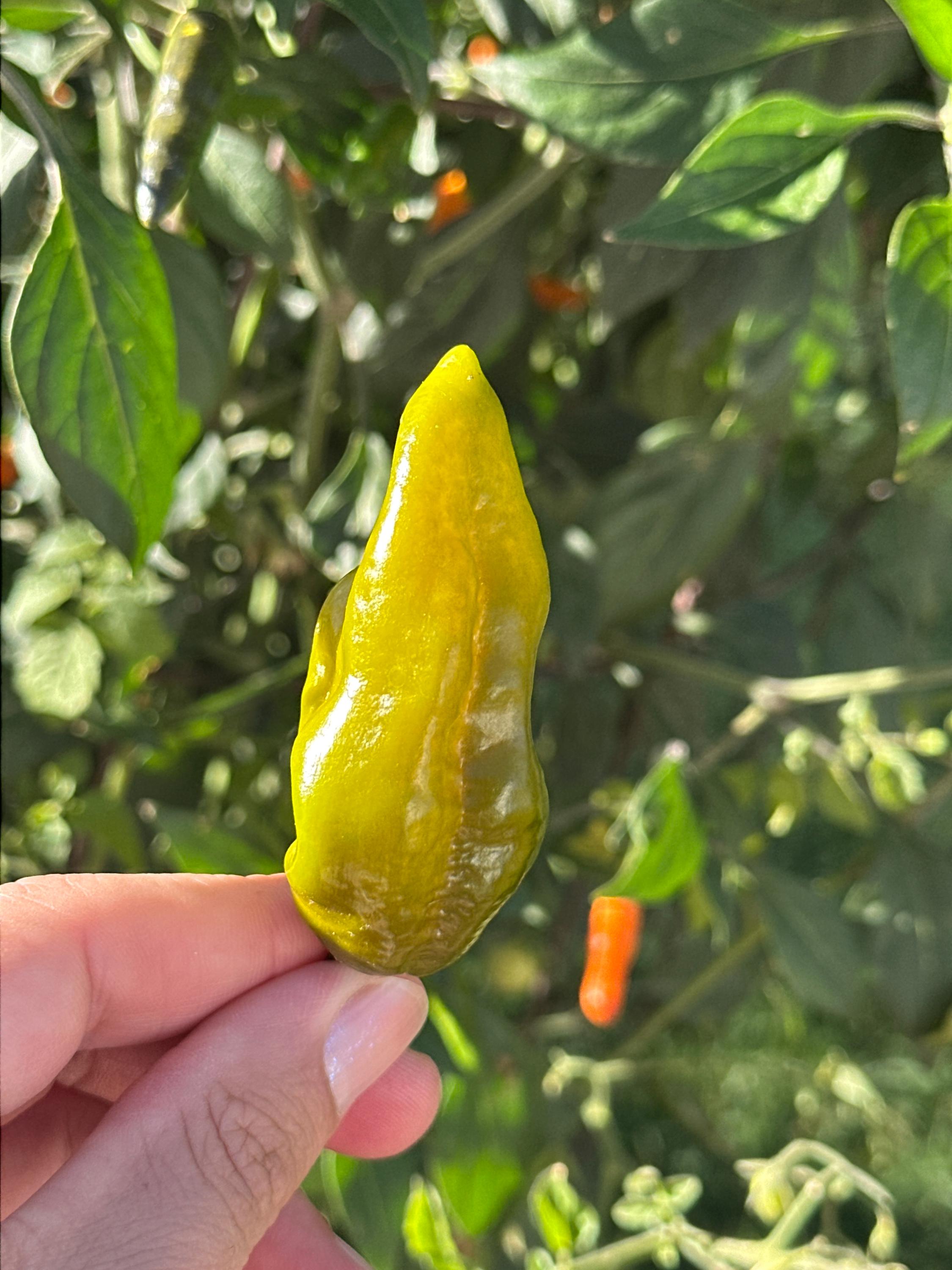 Green Ghost Pepper Seeds - 20+ Super Hot Seeds