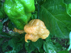 Superhot Pepper Seed Variety Pack: 25+ Unlabeled Mixed Rare Seeds