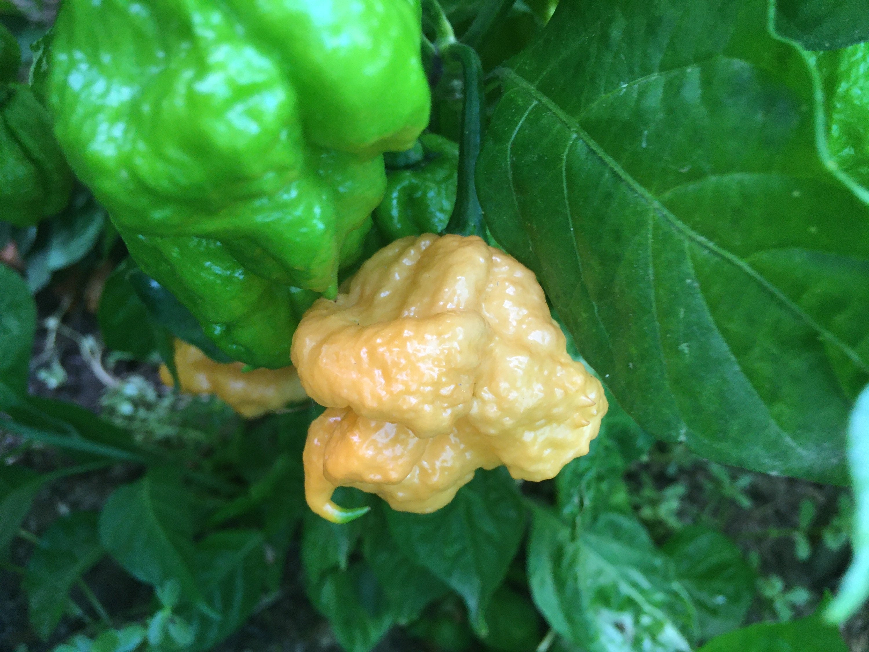 Superhot Pepper Seed Variety Pack: 25+ Unlabeled Mixed Rare Seeds