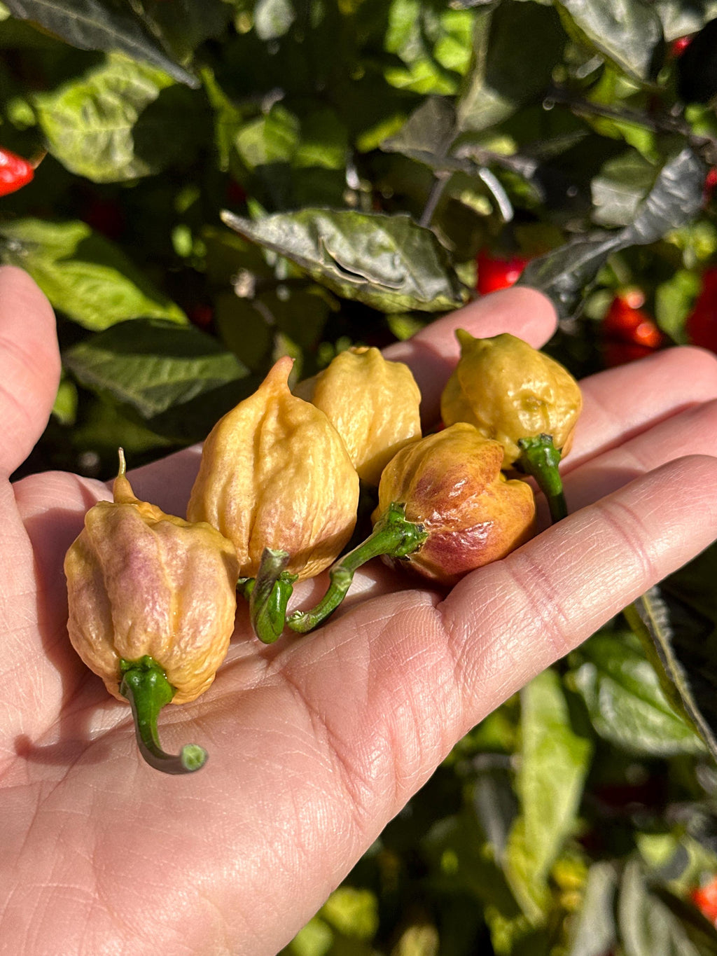 JPGS x GYPOB (Cream) F5 Pepper Seeds -  Jays Peach Ghost Scorpion x Ghost Yaki Purple Orange Big 20+ Super Hot Pepper Seeds