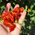 Svarog Chocolate F3 Pepper Seeds - 20+ Super Hot