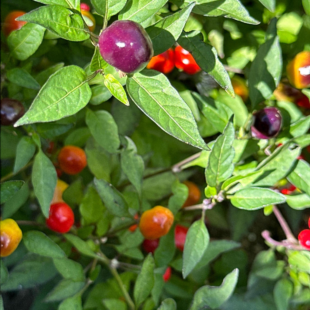 Filius Blue Pepper Seeds: Colorful Hot Peppers (20+ Seeds)