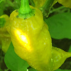 Mustard Carbonero Cross Pepper Seeds  -  20+ Hot Pepper Seeds