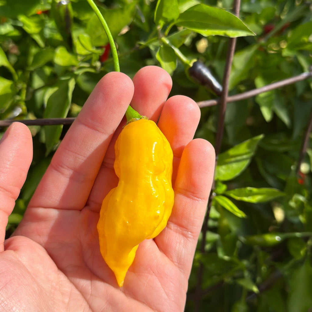 Yellow Ghostly Jalapeno Cross Pepper Seeds -  20+ Pepper Seeds