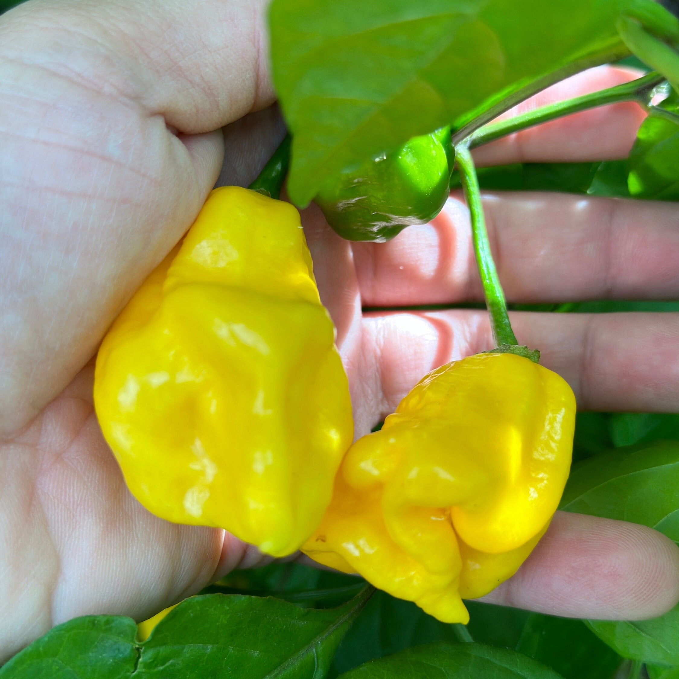 Yellow Ghostly Jalapeno Cross Pepper Seeds -  20+ Pepper Seeds