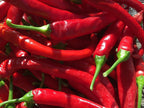 Long Cayenne Pepper Seeds - Hot & Spicy (20+ Seeds)