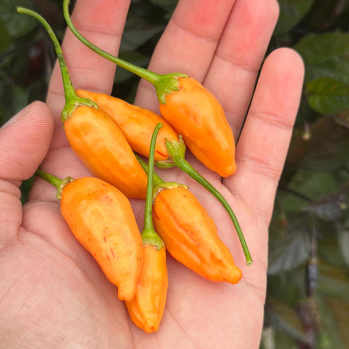 Big Inca Orange Drop F3 Pepper Seeds -   20+ Pepper Seeds