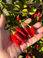 Tabasco Specialty Cross Pepper Seeds  -  20+ Pepper Seeds