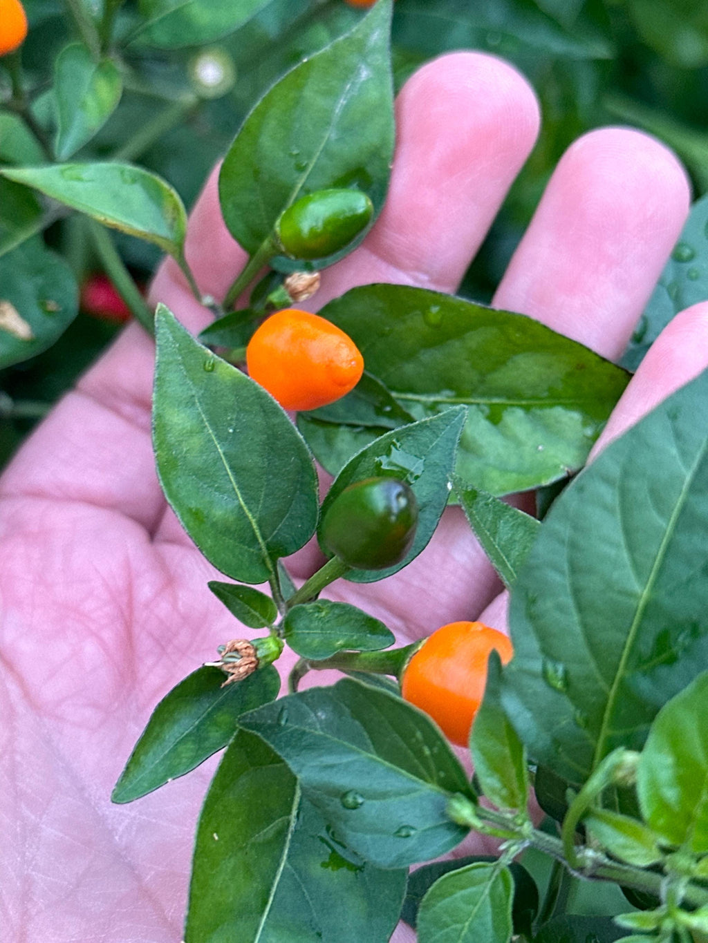 Wild Brazil Orange Seeds - Hot Pepper Variety (20+ Seeds)