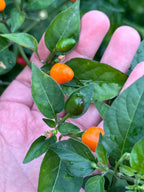 Wild Brazil Orange Seeds - Hot Pepper Variety (20+ Seeds)