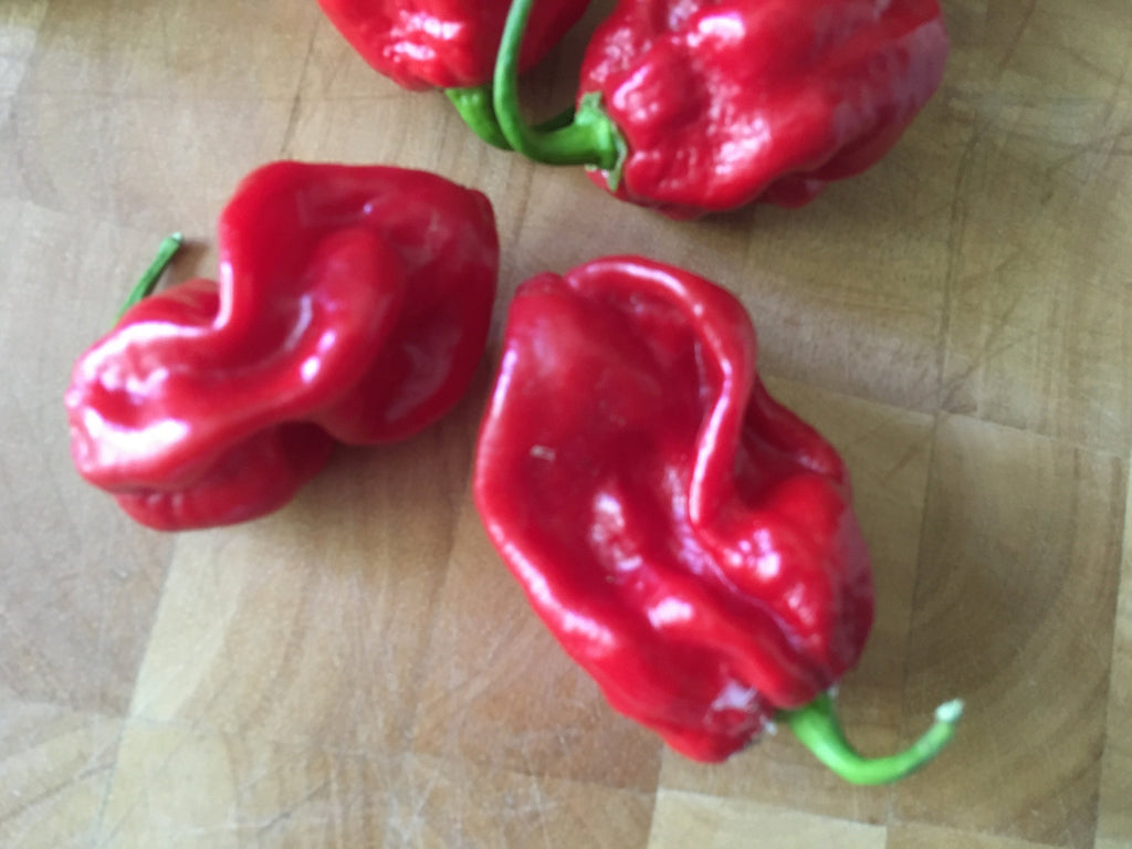 Red Habanero Cross Pepper Seeds - Super-Hot Variety (20+ Seeds)