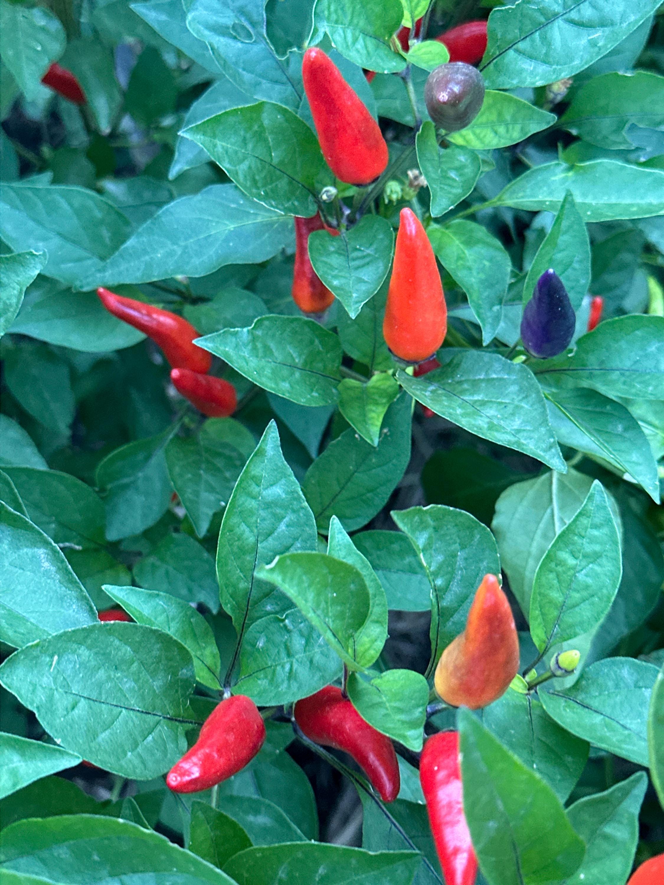 Tabasco Specialty Cross Pepper Seeds  -  20+ Pepper Seeds
