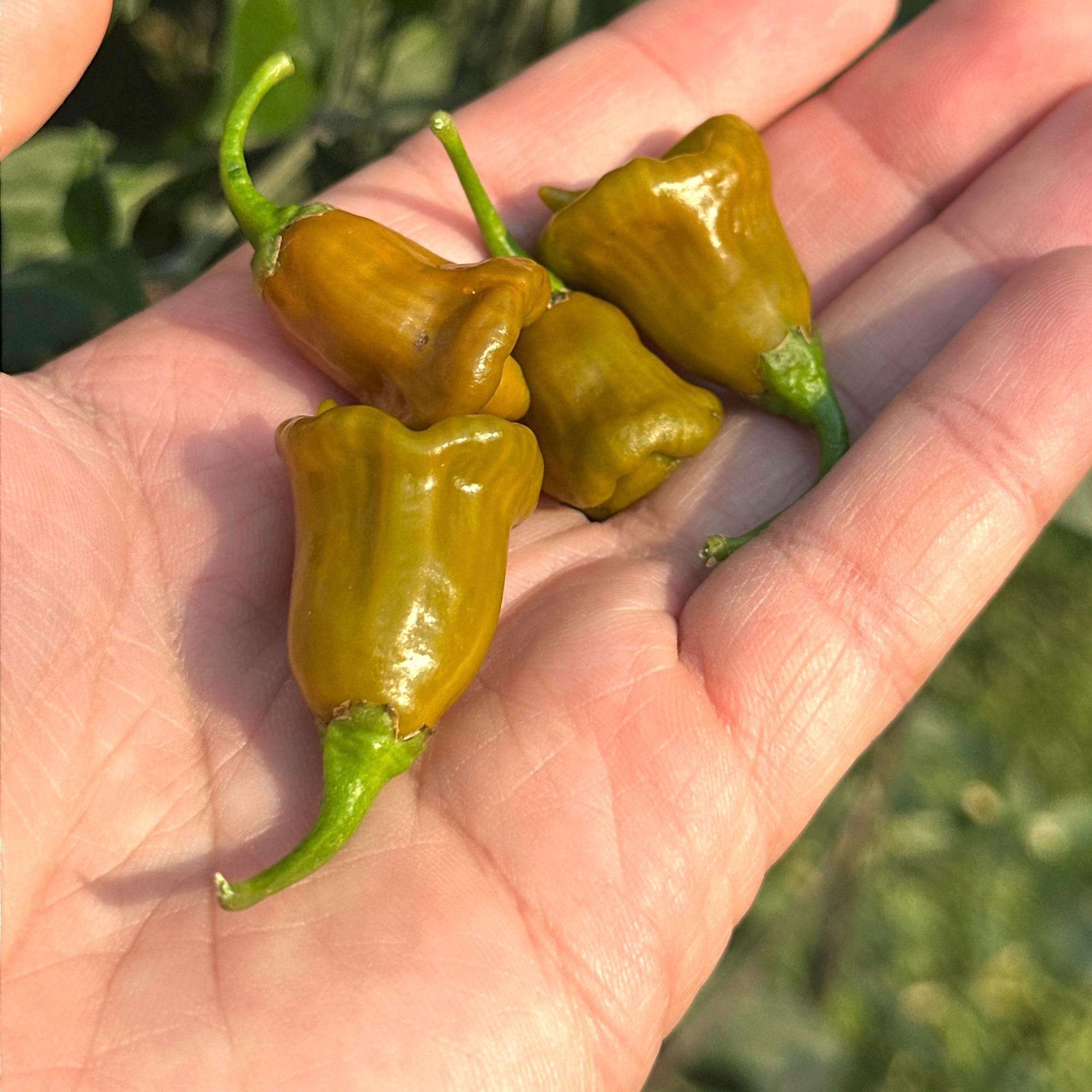 Pointed Mustard Habanero Pepper Seeds -   20+ Hot Pepper Seeds