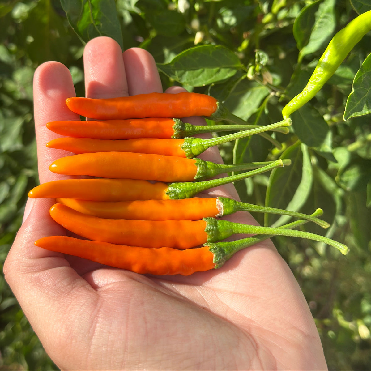 Tree Finger Orange F2 Pepper Seeds - 20+ Hot Pepper Seeds