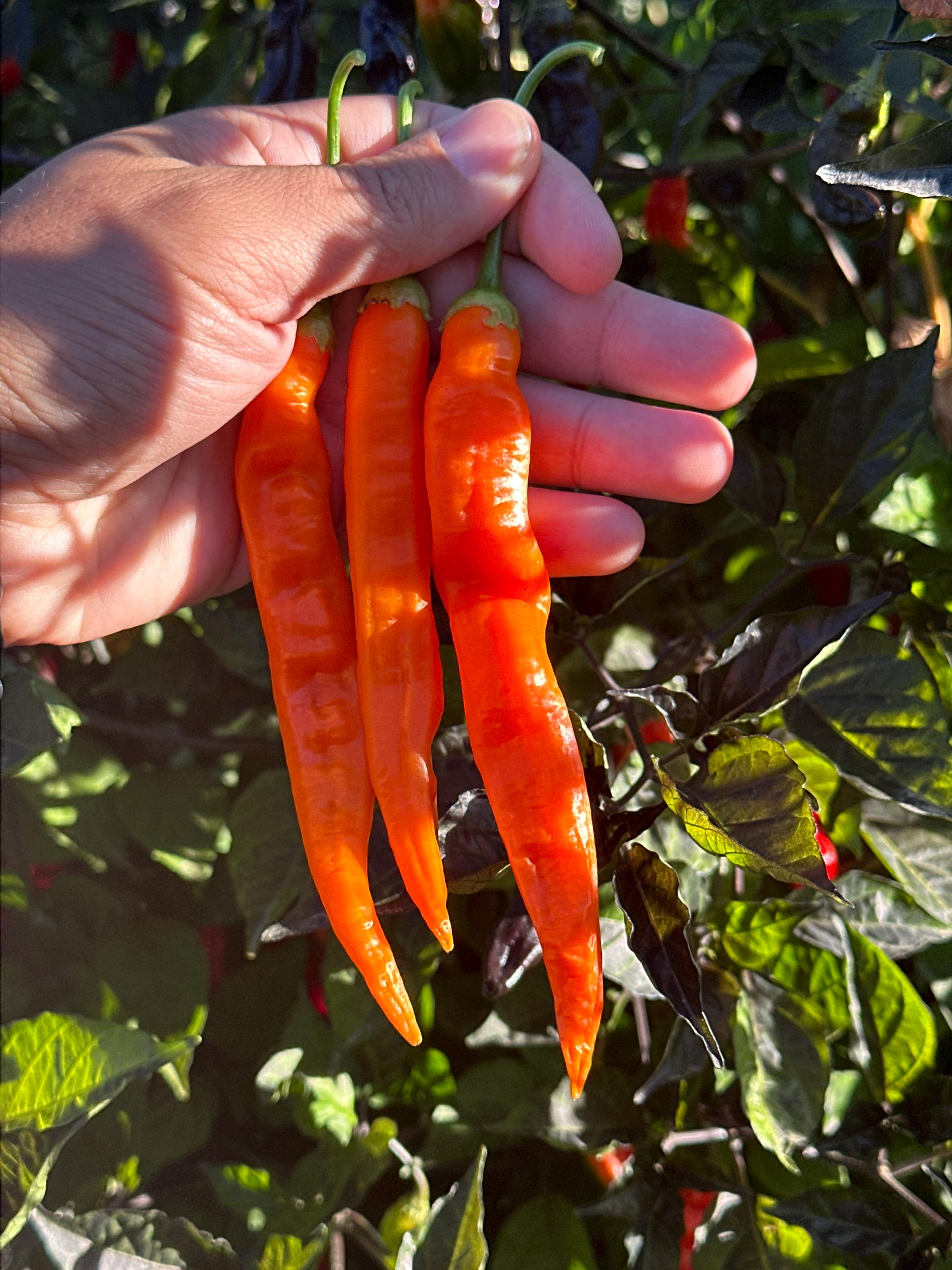 Sili-A-Top Pepper Seeds -   20+ Pepper Seeds