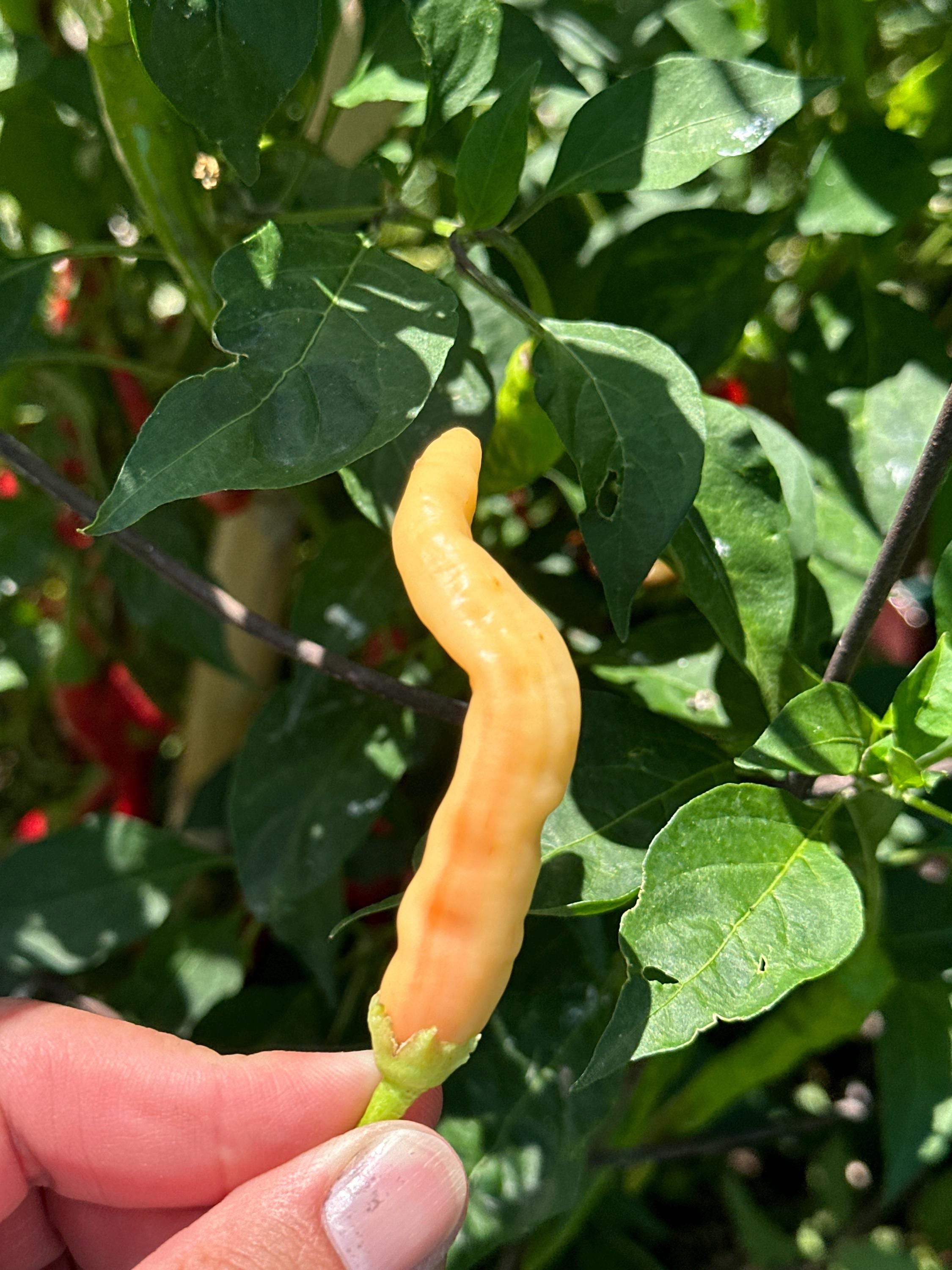 Long Peach Baccatum Pepper Seeds - 20+ Open Pollinated Seeds