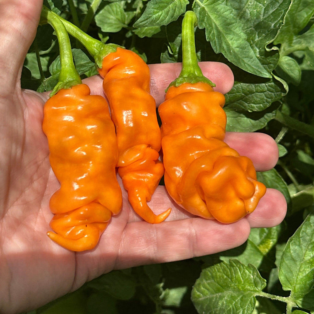 Orange Peter Pepper Seeds - 20+ Hot Pepper Seeds