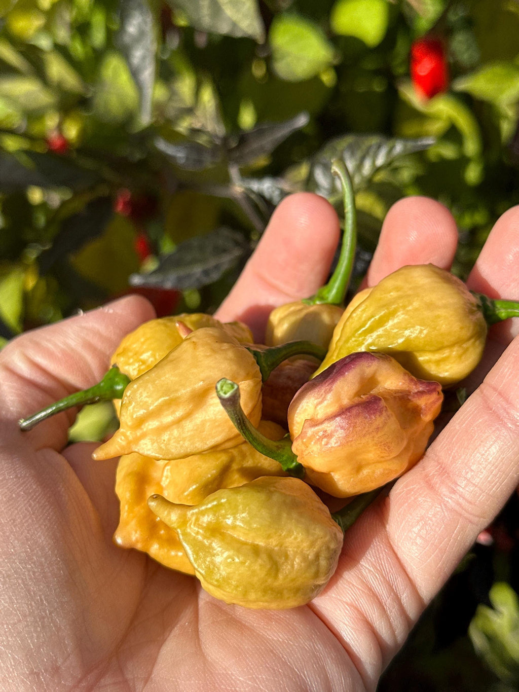 JPGS x GYPOB (Cream) F5 Pepper Seeds -  Jays Peach Ghost Scorpion x Ghost Yaki Purple Orange Big 20+ Super Hot Pepper Seeds