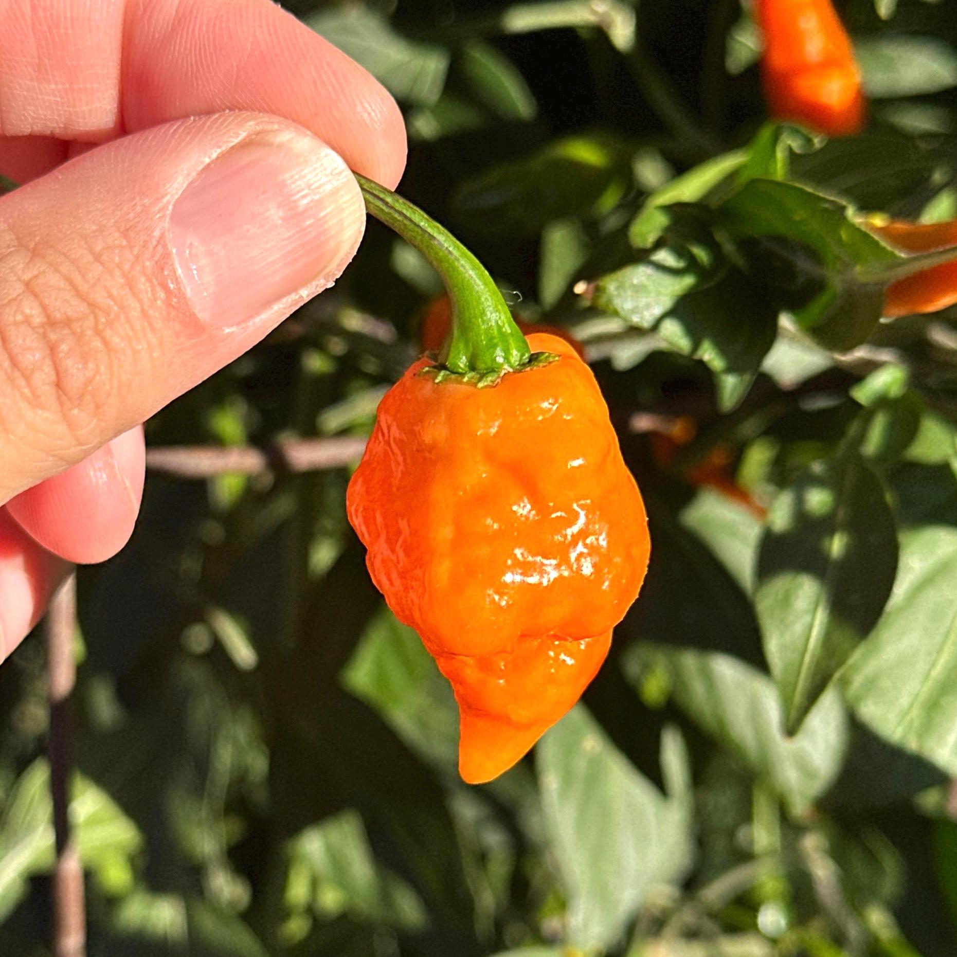 Orange Chicken F6 Pepper Seeds - 20+ Hot Pepper Seeds – Mike's