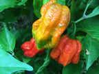 Superhot Pepper Seed Variety Pack: 25+ Unlabeled Mixed Rare Seeds