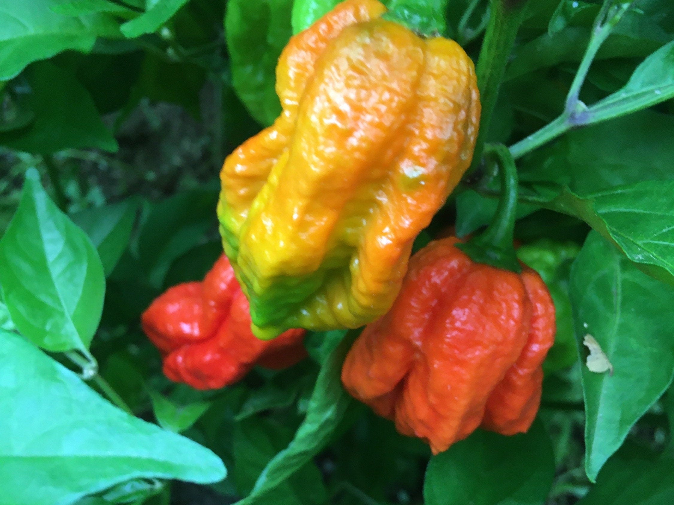 Superhot Pepper Seed Variety Pack: 25+ Unlabeled Mixed Rare Seeds