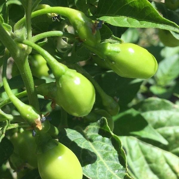 Aji Charapita Cross Red Pepper Seeds  -  20+ Hot Pepper Seeds
