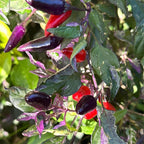 Mixed Variegated Pepper Seed Variety Pack Unlabeled Seeds - 25+  Rare Pepper Seeds