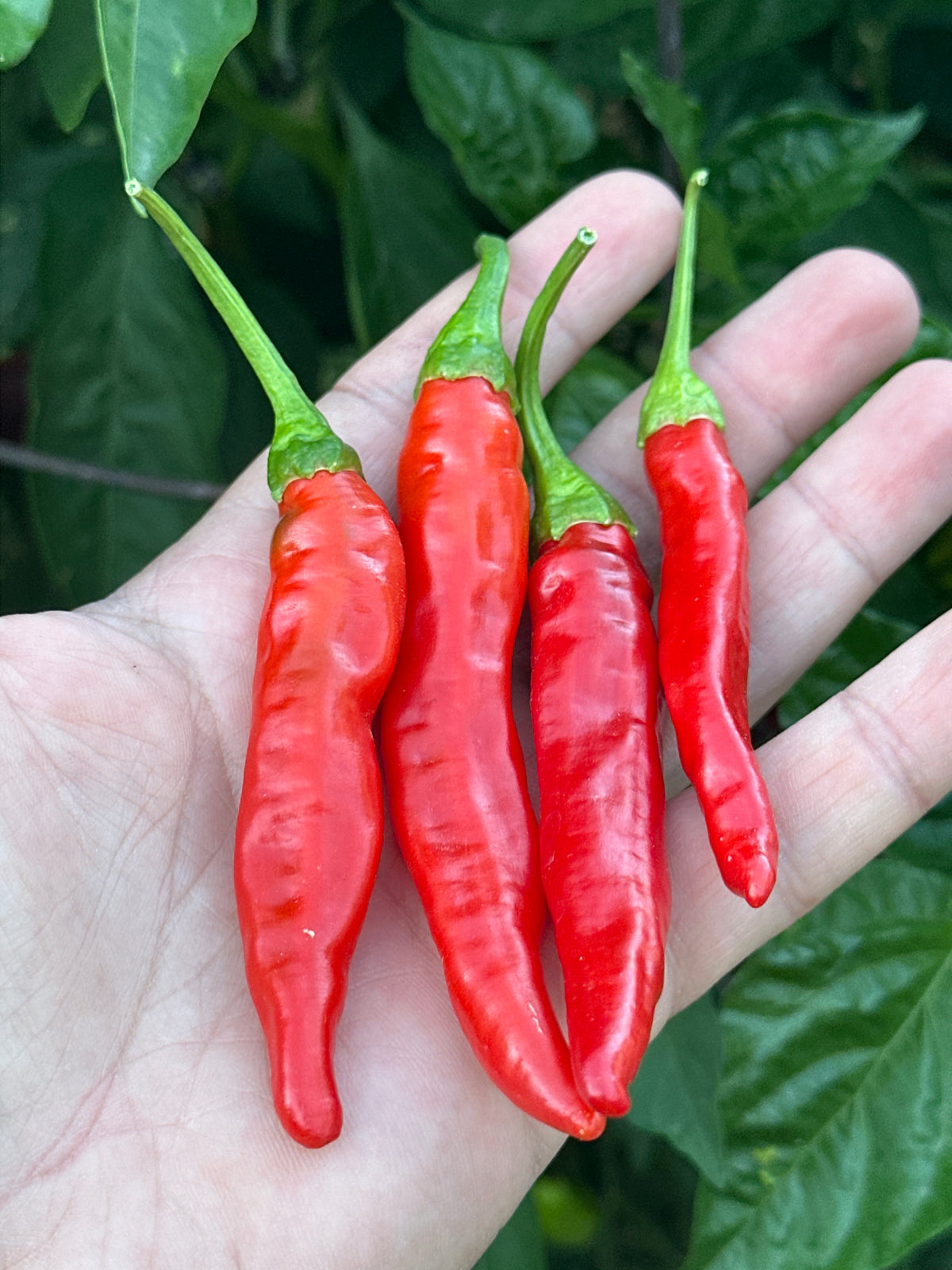 Mike's Mystery Red Pepper Seeds - Hot & Spicy (20+ Seeds)