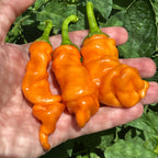 Orange Peter Pepper Seeds - 20+ Hot Pepper Seeds
