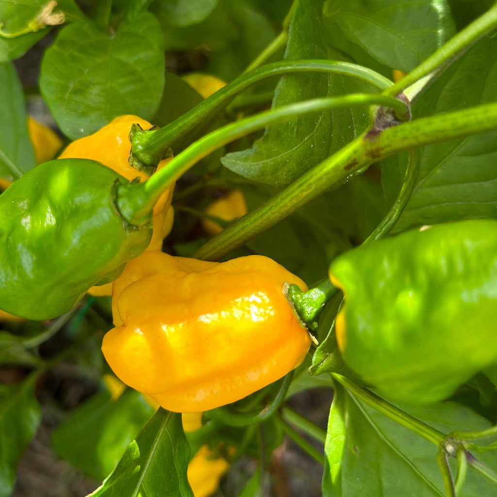 Yellow Ghostly Jalapeno Cross Pepper Seeds -  20+ Pepper Seeds