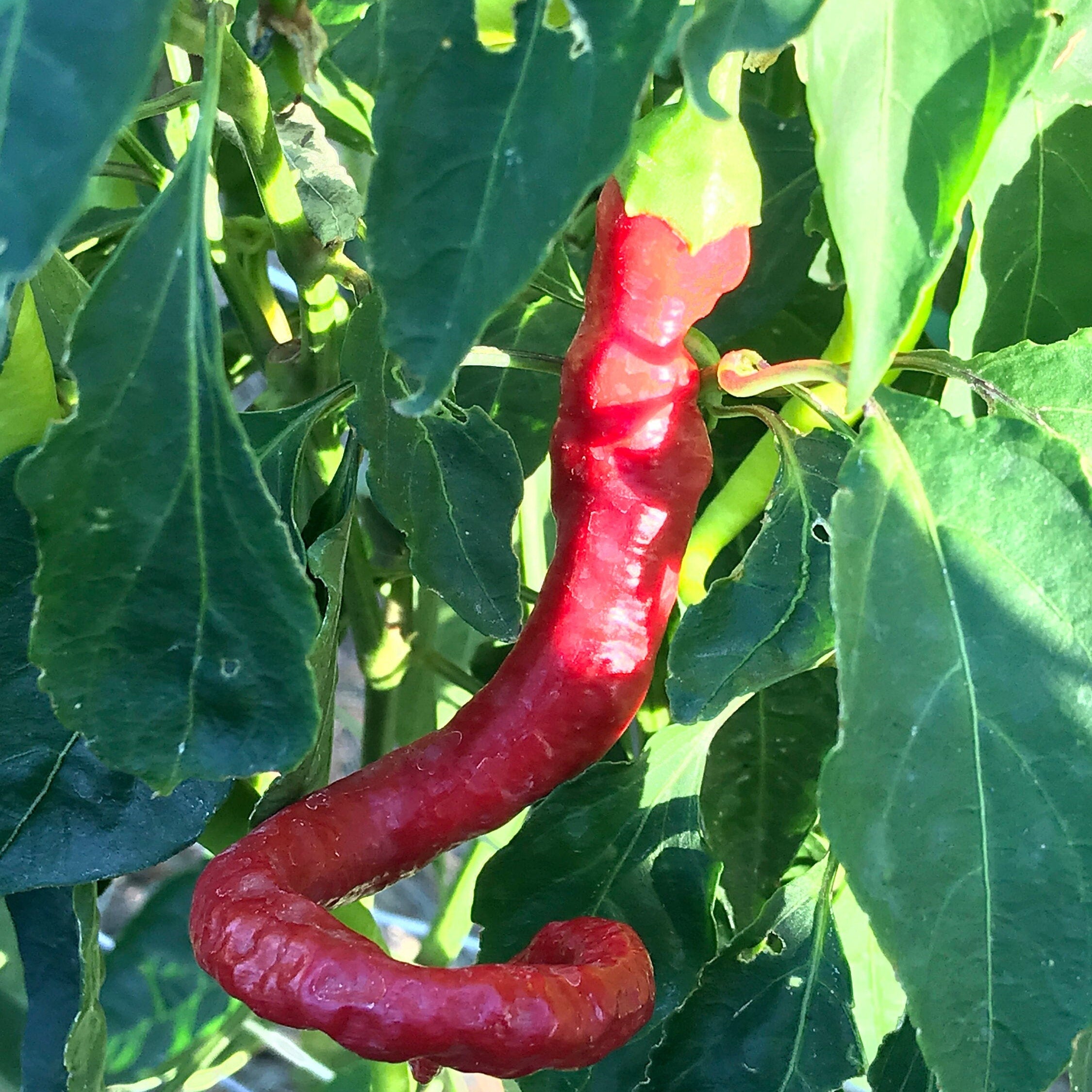 Corbaci Pepper Seeds – Turkish Sword, Sweet & Crunchy (20+ Seeds)