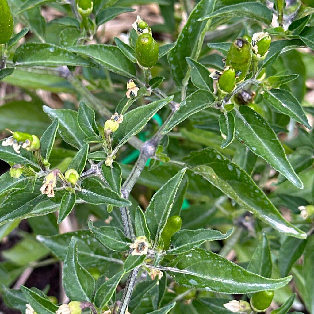 Pequin  Pepper Seeds -  Bird Pepper - 20+ Hot Pepper Seeds