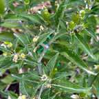 Pequin  Pepper Seeds -  Bird Pepper - 20+ Hot Pepper Seeds