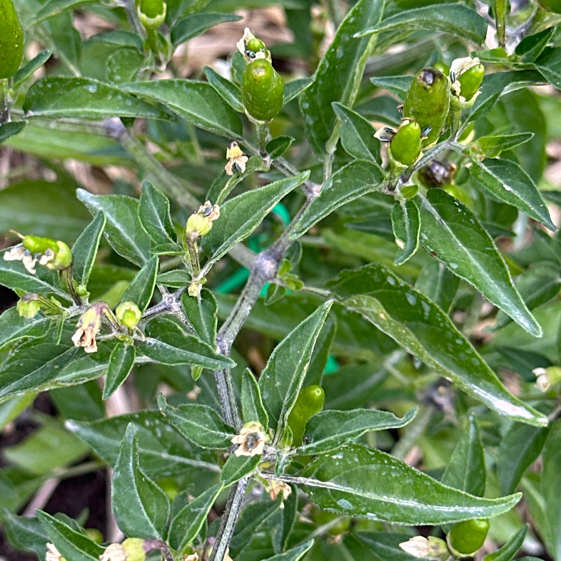 Pequin  Pepper Seeds -  Bird Pepper - 20+ Hot Pepper Seeds