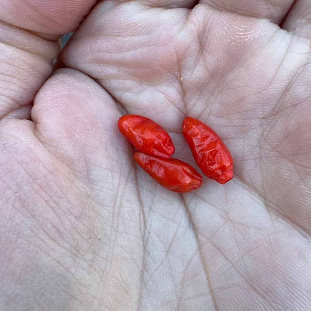 Pequin  Pepper Seeds -  Bird Pepper - 20+ Hot Pepper Seeds
