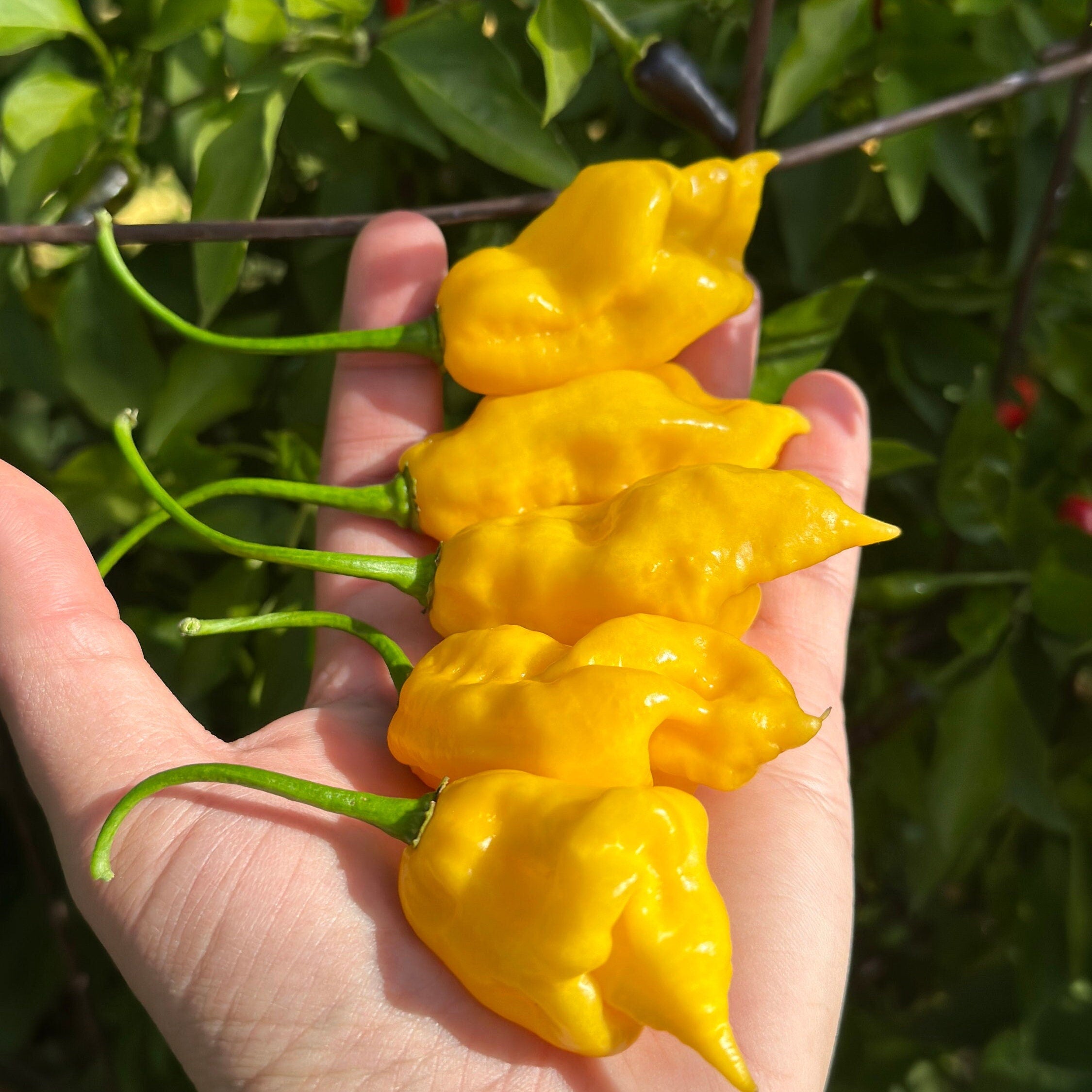Yellow Ghostly Jalapeno Cross Pepper Seeds -  20+ Pepper Seeds