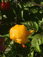 Yellow Moruga  Cross Pepper Seeds  -  20+ Hot Pepper Seeds