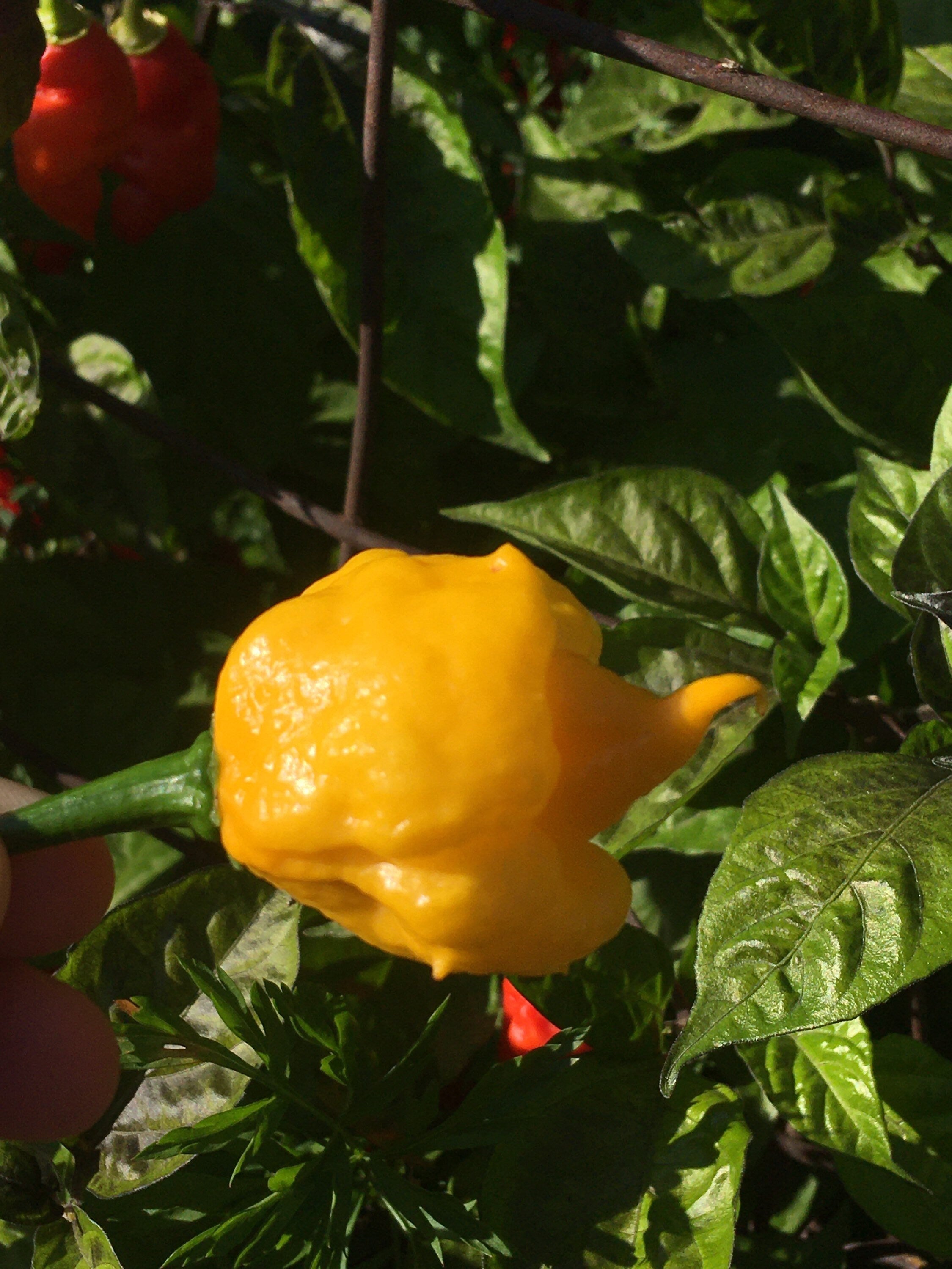 Yellow Moruga  Cross Pepper Seeds  -  20+ Hot Pepper Seeds