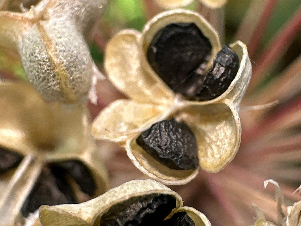 Garlic Chive Seeds: Open Pollinated, Attracts Bees (100+ Seeds)