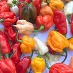 Mixed Rare Pepper Seed Variety Pack Unlabeled Seeds   -  40+ Pepper Seeds