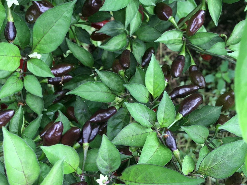 Mystery Pepper Seed Pack -Mike's Pick - 20+ Pepper Seeds