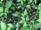 Mystery Pepper Seed Pack -Mike's Pick - 20+ Pepper Seeds