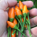 Tree Habanero Pepper Seeds - 20+ Hot, Open Pollinated Seeds