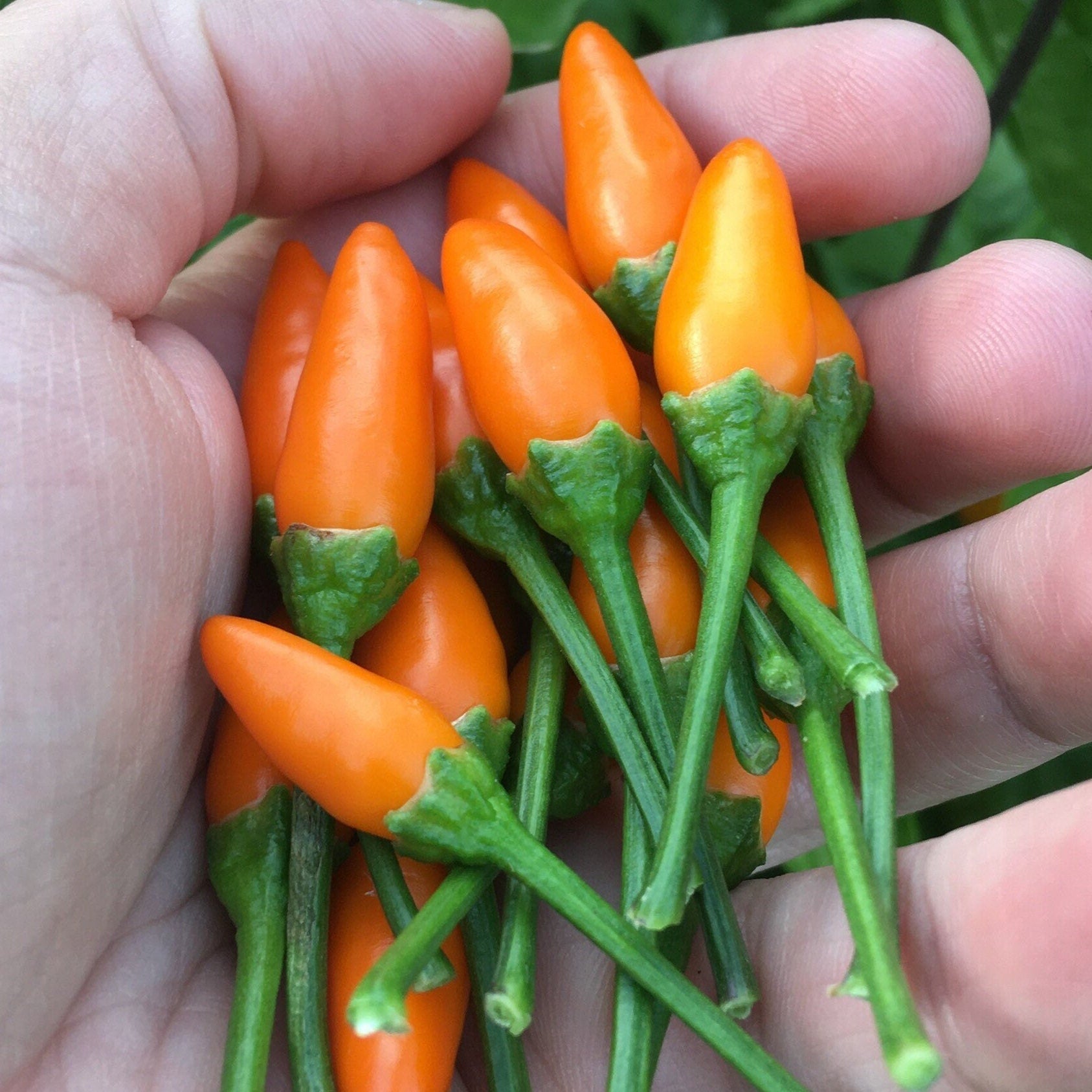 Tree Habanero Pepper Seeds - 20+ Hot, Open Pollinated Seeds